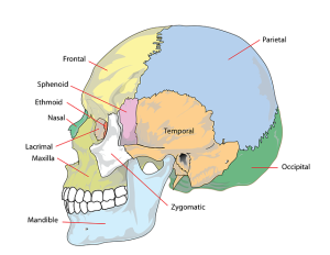 skull-41557_640