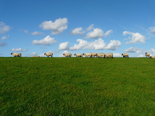 sheep-57706_640