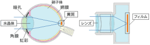 ボシュロムオンライン　サービス＆サポートよりお借りしました。